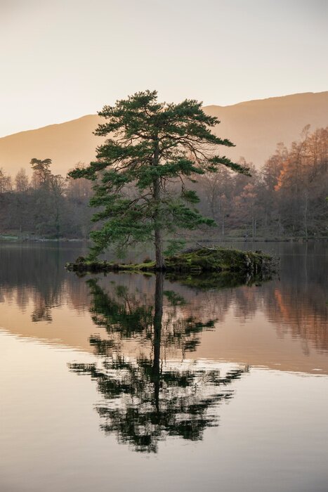 Poster Beautiful landscape image of Tarn Hows in Lake District during beautiful Autumn Fall evening sunset with vibrant colours and still waters