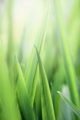 Poster Beautiful nature background with close up green grass in summer or spring.