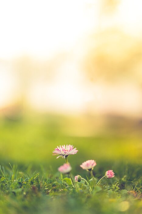 Poster Beautiful nature closeup meadow flowers, blurred natural background, forest in soft sunlight. Sunset nature landscape.Spring flower in the meadow,spring nature background