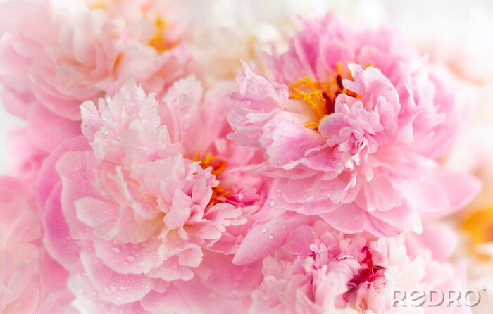 Poster Beautiful peony flowers close-up, macro photography, soft focus. Spring or summer floral background.