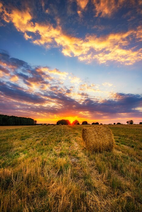 Poster Beautiful summer sunrise over fields with hay bales