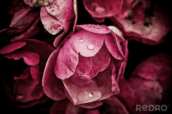 Poster Bedauwde pioenrozen