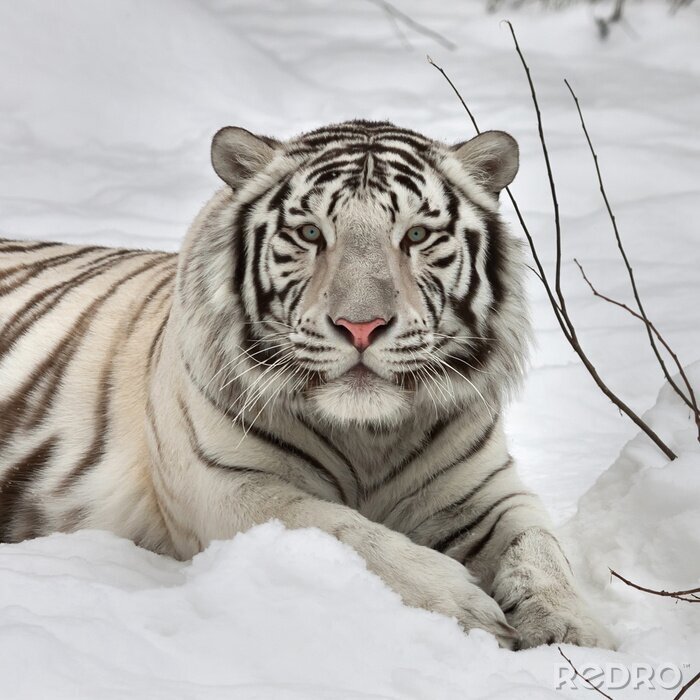 Poster Bengaalse tijger in de sneeuw