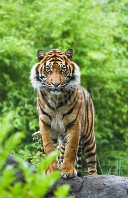 Poster Bengaalse tijger op groene achtergrond