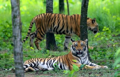 Poster Bengaalse tijgers in het bos