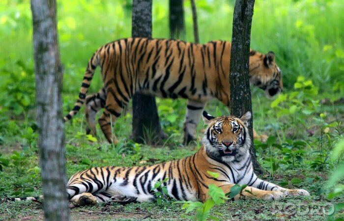 Poster Bengaalse tijgers in het bos