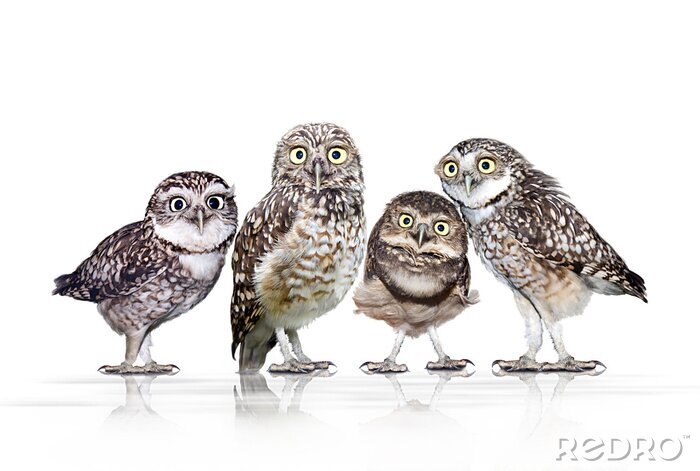 Poster bent u op zoek naar