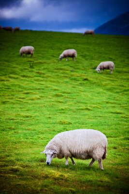 Poster Bergdieren schapen in de wei