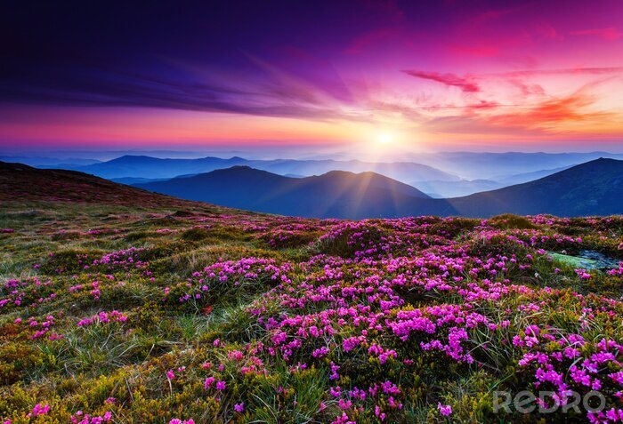 Poster Berglandschap met bloemen en zonsondergang