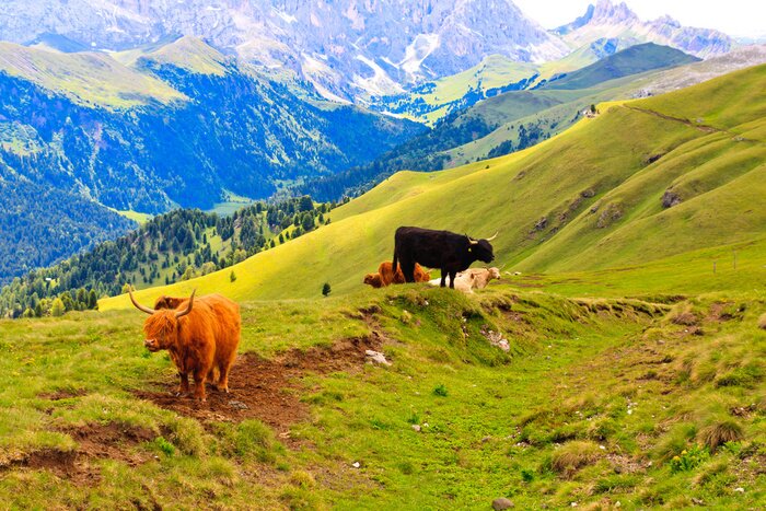 Poster Berglandschap met koeien