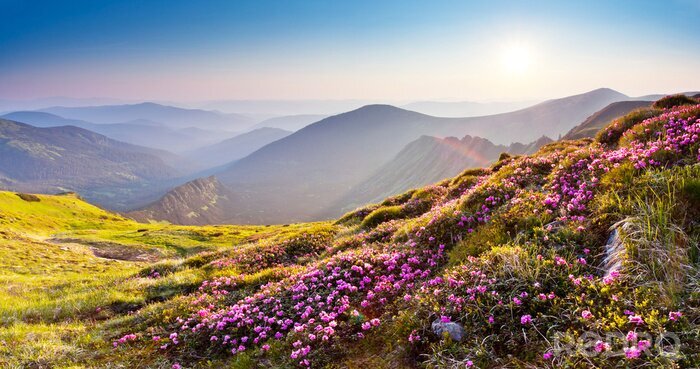 Poster Berglandschap van een bloeiende weide