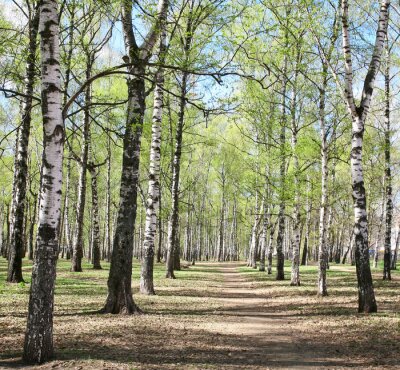 Berken in een park 3D