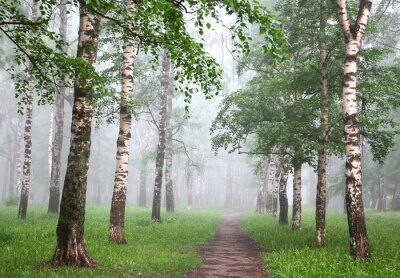 Berken in mist in de lente