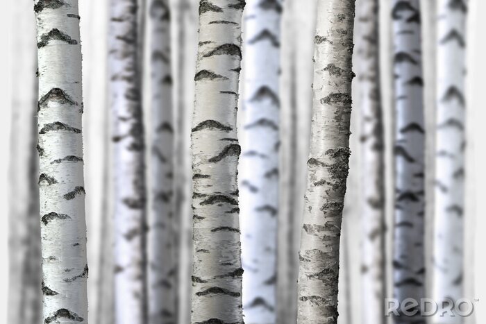 Poster Berkenboomstammen in 3D