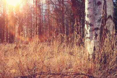 Berkenbos in de herfst
