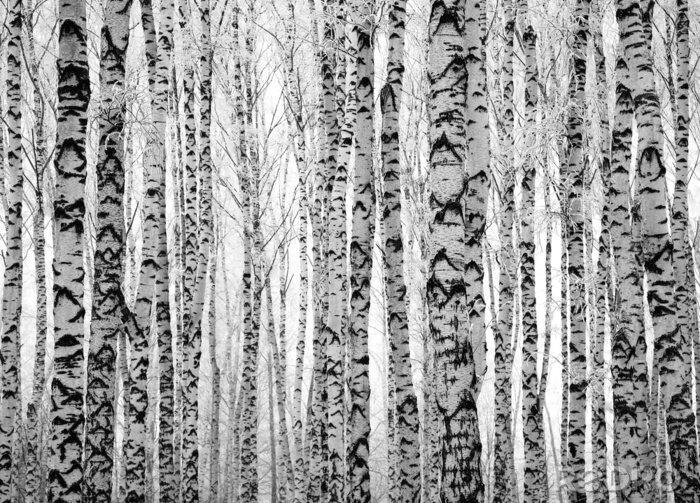 Poster Berkenstammetjes op witte achtergrond