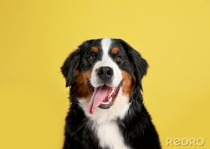 Poster Berner Sennenhond