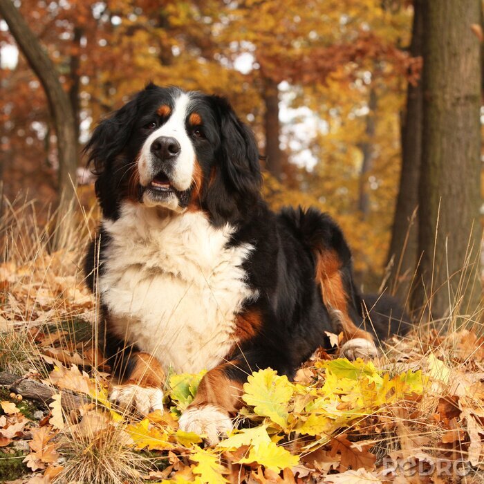 Poster Berner Sennenhond in het bos