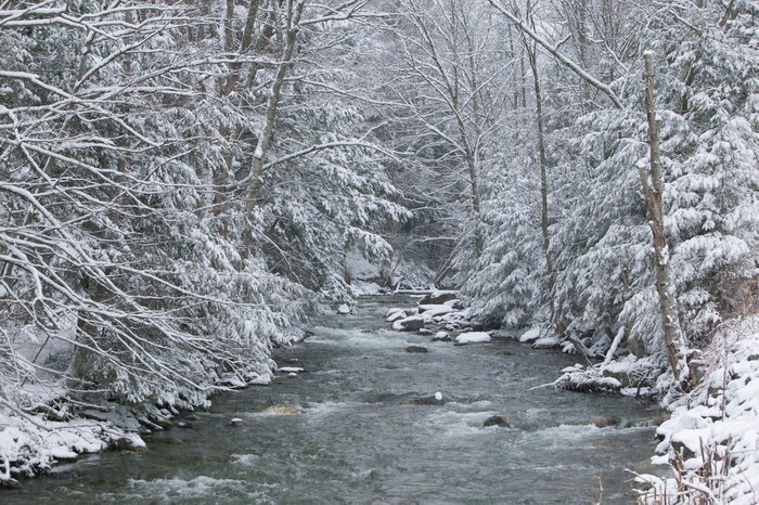 Poster Besneeuwde dennenbomen aan de kant van een rivier in de winter.