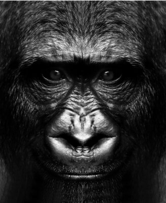 Poster black and white portrait of a gorilla monkey close up.