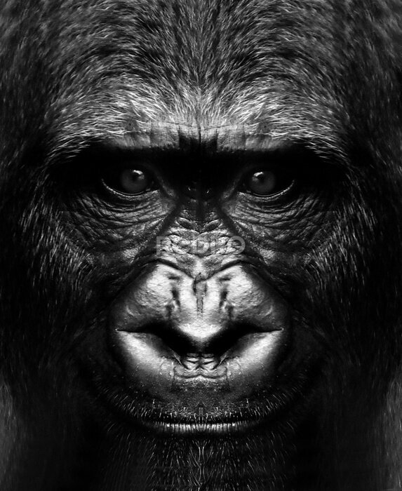 Poster black and white portrait of a gorilla monkey close up.
