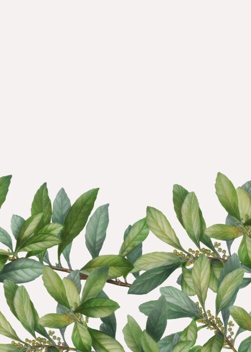 Poster Bladeren en bladknoppen aan twijgen