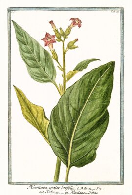 Poster Bladeren en bloemen van tabak op een illustratie