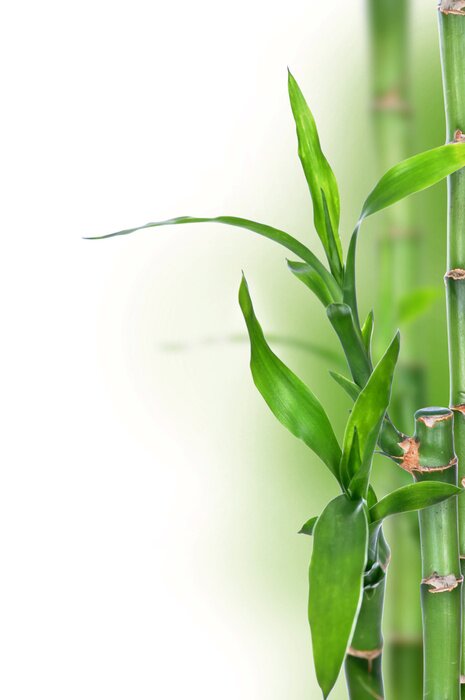 Poster Bladeren van bamboe op achtergrond van onscherpe steng