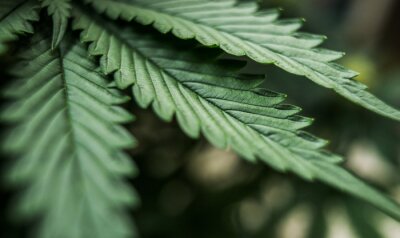 bladeren van cannabis marihuanaplant