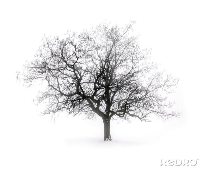 Poster Bladloze boom op een witte achtergrond