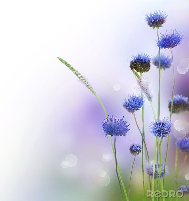 Poster Blauwe bloemen