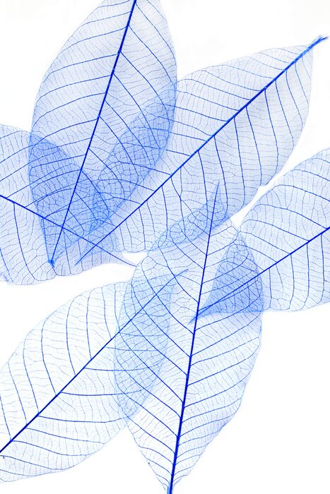 Poster Blauwe doorschijnende bladeren