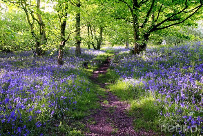 Poster Blauwe klokken bos