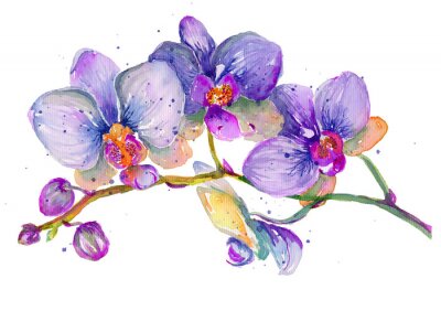 Poster Blauwe orchideebloemen met paarse schakeringen