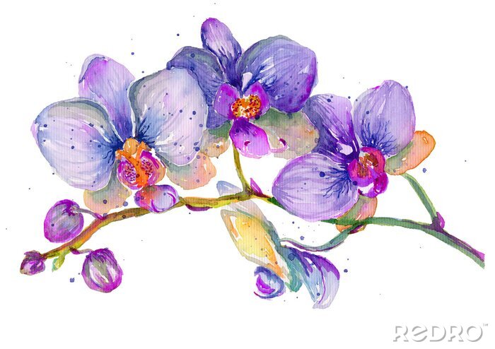 Poster Blauwe orchideebloemen met paarse schakeringen