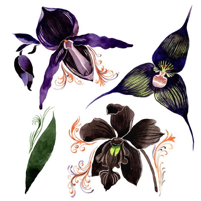 Poster Blauwe orchideebloemen, zwart en paars