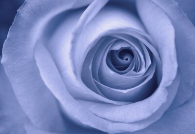Blauwe roos close-up