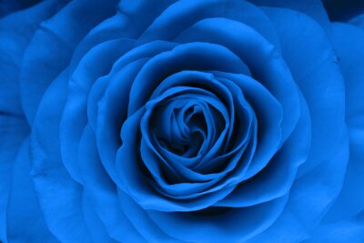 Blauwe roos in een macro versie