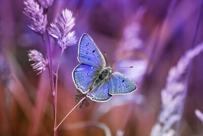 Blauwe vlinder en natuur