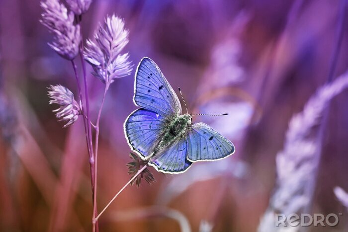 Poster Blauwe vlinder en natuur