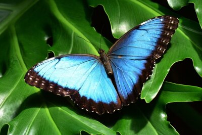 Blauwe vlinder op groene bladeren