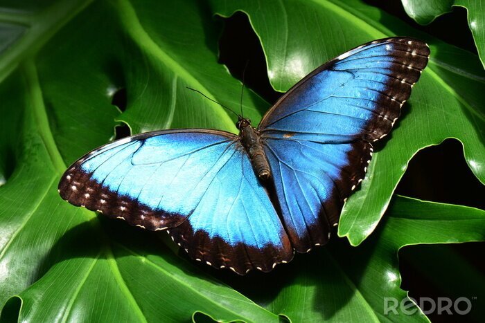 Poster Blauwe vlinder op groene bladeren