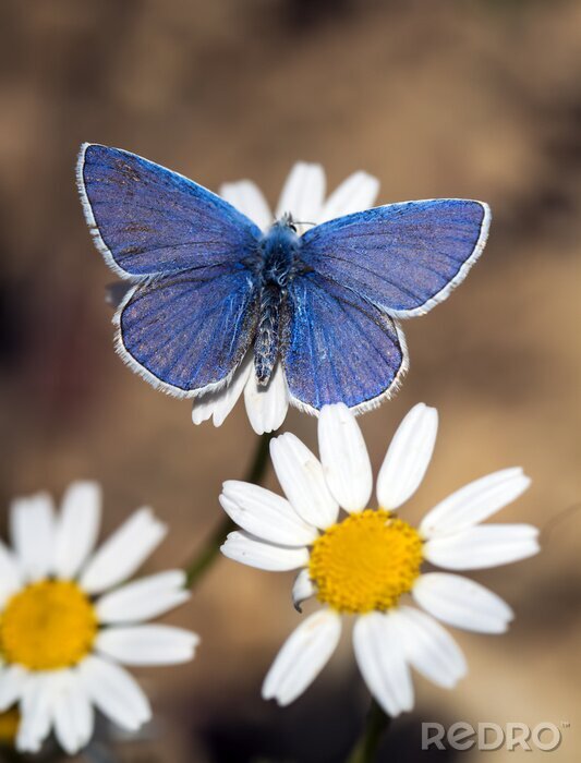 Poster Blauwe vlinder tussen bloemen