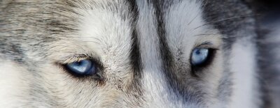 Poster Blauwe wolfsogen
