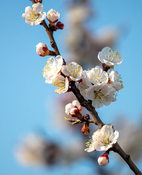 Poster Bloeiend abrikozentakje