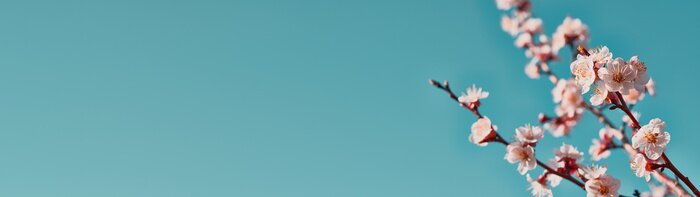 Poster Bloeiend takje tegen de lucht