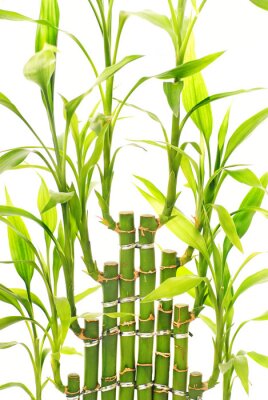 Bloeiende bamboeplanten