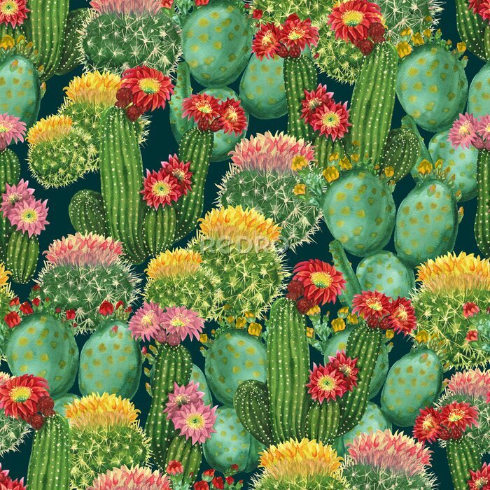 Poster Bloeiende cactussen