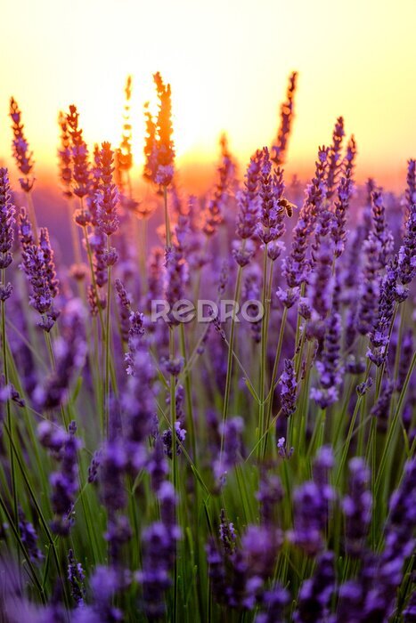 Poster Bloeiende lavendel in een veld bij zonsondergang in de Provence, Frankrijk