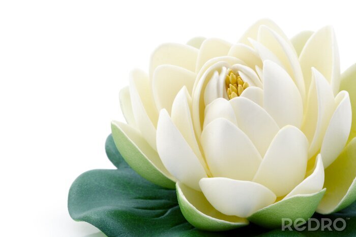 Poster Bloeiende lotusbloem